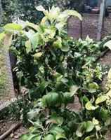 Здоровые побеги на груше после обработки поражённых тлёй зелени Здоровые побеги на груше после обработки поражённых тлёй зелени