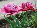 Малиновые махровые тюльпаны могут поспорить красотой с розами
