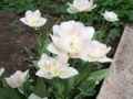 Бело-розовые тюльпаны красивы, легко разрастаются и долго цветут
