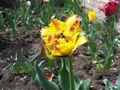 Желтые бахромчатые тюльпаны