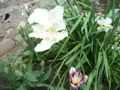 Белые тюльпаны с необычной формой и размерами  цветка