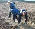 Ученики 7 класса перекапывают почву на пришкольном участке. Октябрь 2016г