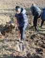 Ученики 7 класса перекапывают почву на пришкольном участке. Октябрь 2016г