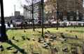 Народные прогулки и кормление голубей на Пушкинской площади по субботам, с 14 часов. г. Москва,17.04.2021г