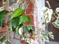 Пёстролистый фикус, на котором выросла ветка с зелёными листьями. Сентябрь 2017г