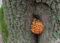 Зимние опята (фламмулина) на дереве. Очень вкусный и полезный гриб. Но - дереворазрушитель. Ноябрь 2019г