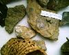 Камни с отпечатками морских ракушек, найденные в окрестностях хутора Нижнепопов