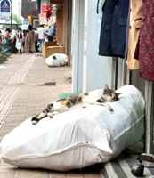 В Индии кошки пользуются широкими правами. Канатака, декабрь 2025г