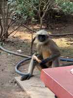 Львинохвостые макаки приходят к жилью за угощением. Штат Карнатака, Индия, декабрь 2025г