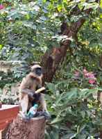 Львинохвостые макаки приходят к жилью за угощением. Штат Карнатака, Индия, декабрь 2025г